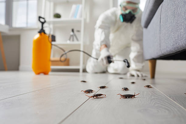 Post-Treatment Bed Bug Interceptor Monitoring in San Antonio